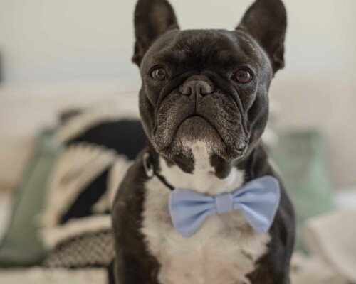 mariage-chien-noeud-papillon