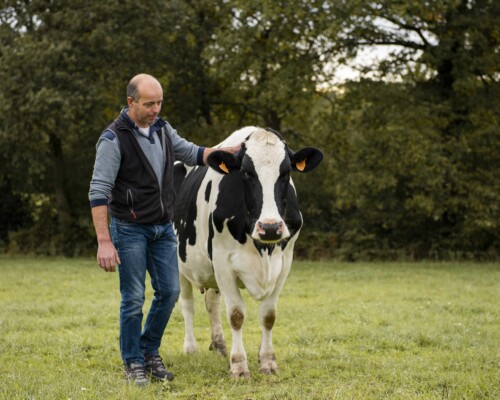 fermier-et-vache-entreprise-vannes