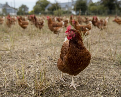 poules-entreprise-morbihan