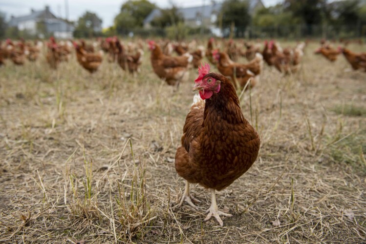 poules-entreprise-morbihan